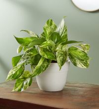 Marble Queen Pothos Plant, Shelf Size Plant (Small)