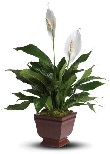 Lovely One Spathiphyllum Plant