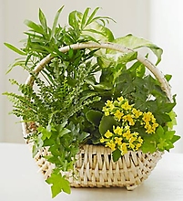 Thinking of You Dish Garden