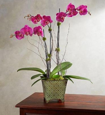 Alluring Magenta Orchid Garden