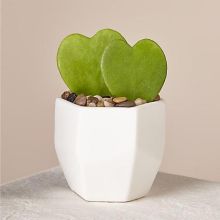 A Sweethearts  Succulent