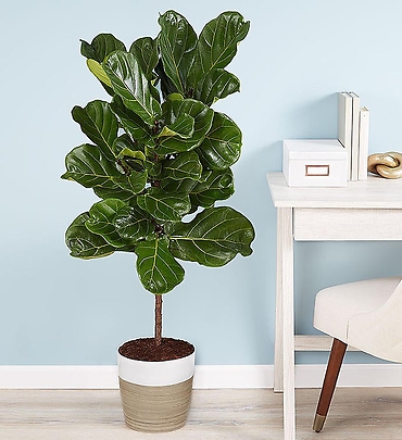 Fiddle Leaf Fig Floor Plant