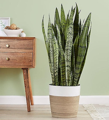 Snake Floor Plant (Sansevieria)