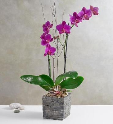 Tranquil Succulent Orchid Garden