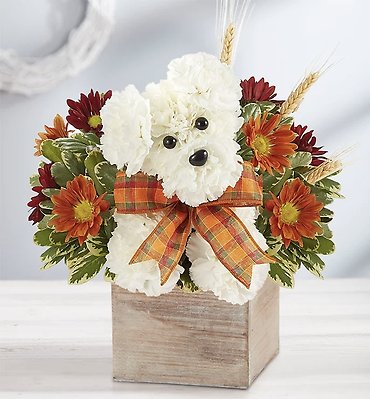 a-DOG-able for Fall