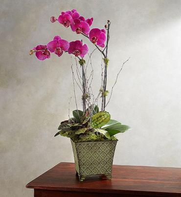 Alluring Magenta Orchid Garden