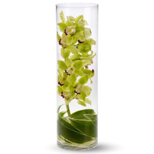 Zensational Orchids in Glass