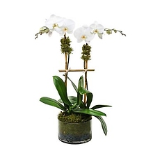 Double White Phalaenopsis Orchid