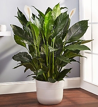 Calming Peace Lily Floor Plant