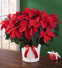 #1 Poinsettia Plant