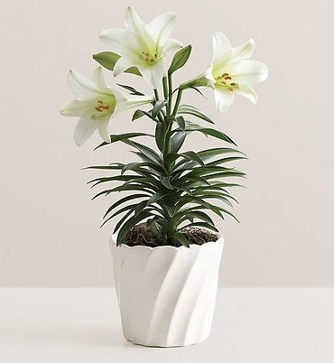 Easter Blessing Lily
