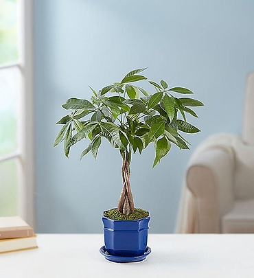 Money Tree