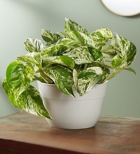 Marble Queen Pothos Plant ,Table Size Plant (Medium)