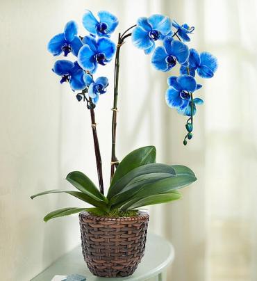 Beautiful Blue Phalaenopsis Orchid