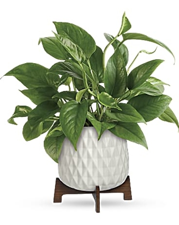 Lush Leaves Pothos Plant