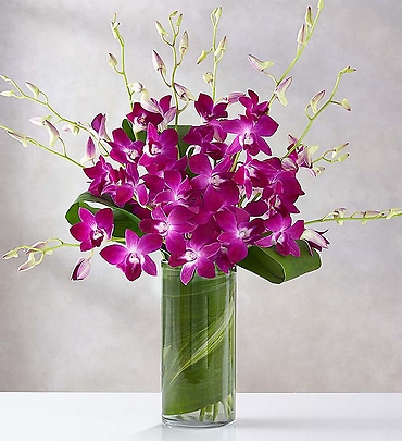 Orchid Embrace & trade