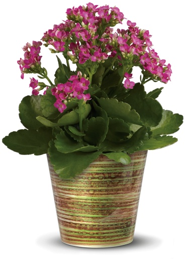 Simply Happy Kalanchoe Plant