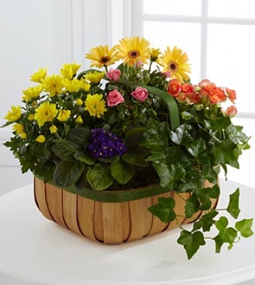The Gentle Blossoms? Basket